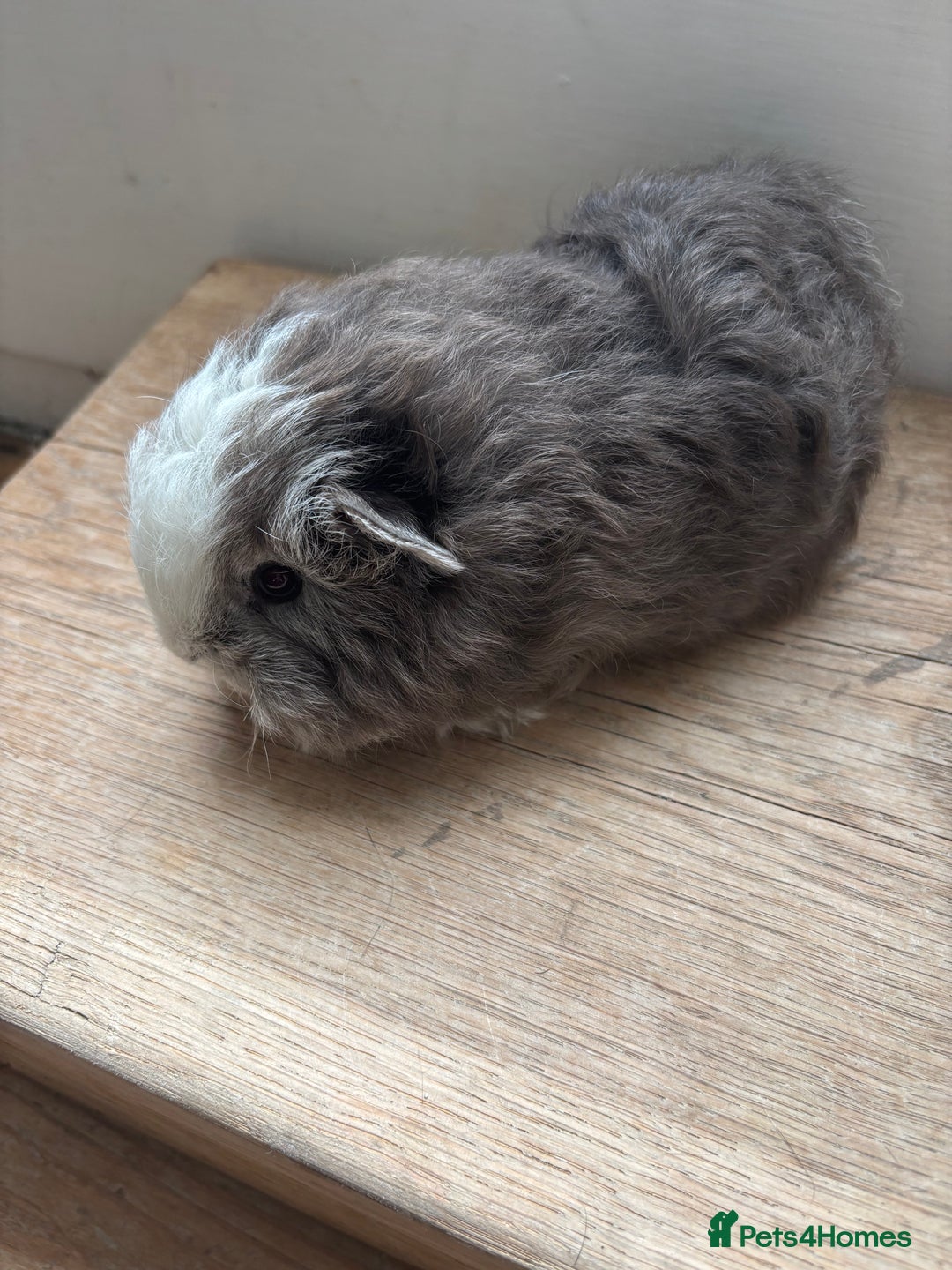 Guinea Pig rodents for sale: Proven Swiss Boar 9 months and son - Advert 11