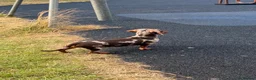 Miniature Dachshund dogs for sale: xXx Chocolate dapple 6 month female xXx - Advert 8