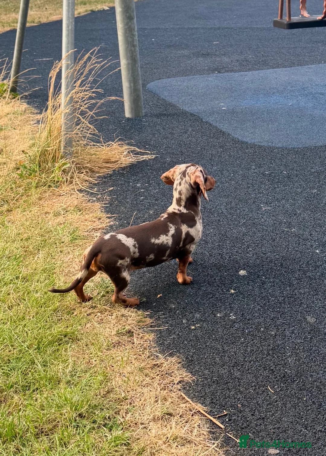 Miniature Dachshund dogs for sale: xXx Chocolate dapple 6 month female xXx - Advert 8