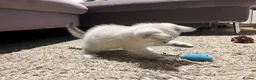 Snowshoe cats for sale: Beautiful Snowshoe x Ragdoll Cross Kittens 🐾 in Bournemouth - Advert 4