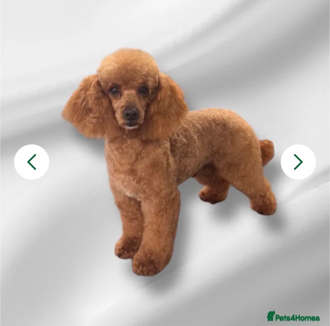 Cavapoo dogs Stunning F1 Red Cavapoo’s  - Advert 2