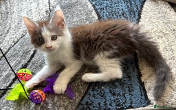 Maine Coon cats for sale: Last 2 Beautiful mc boys ready now  - Image 2