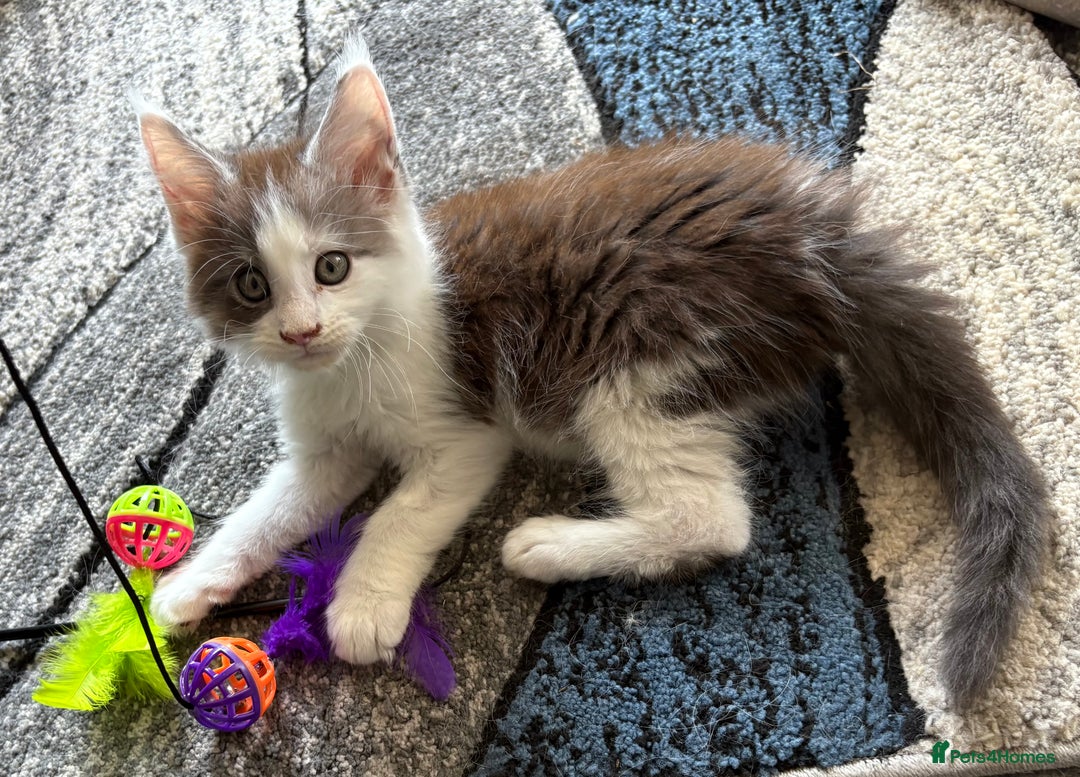 Maine Coon cats for sale: Last 2 Beautiful mc boys ready now  - Image 2