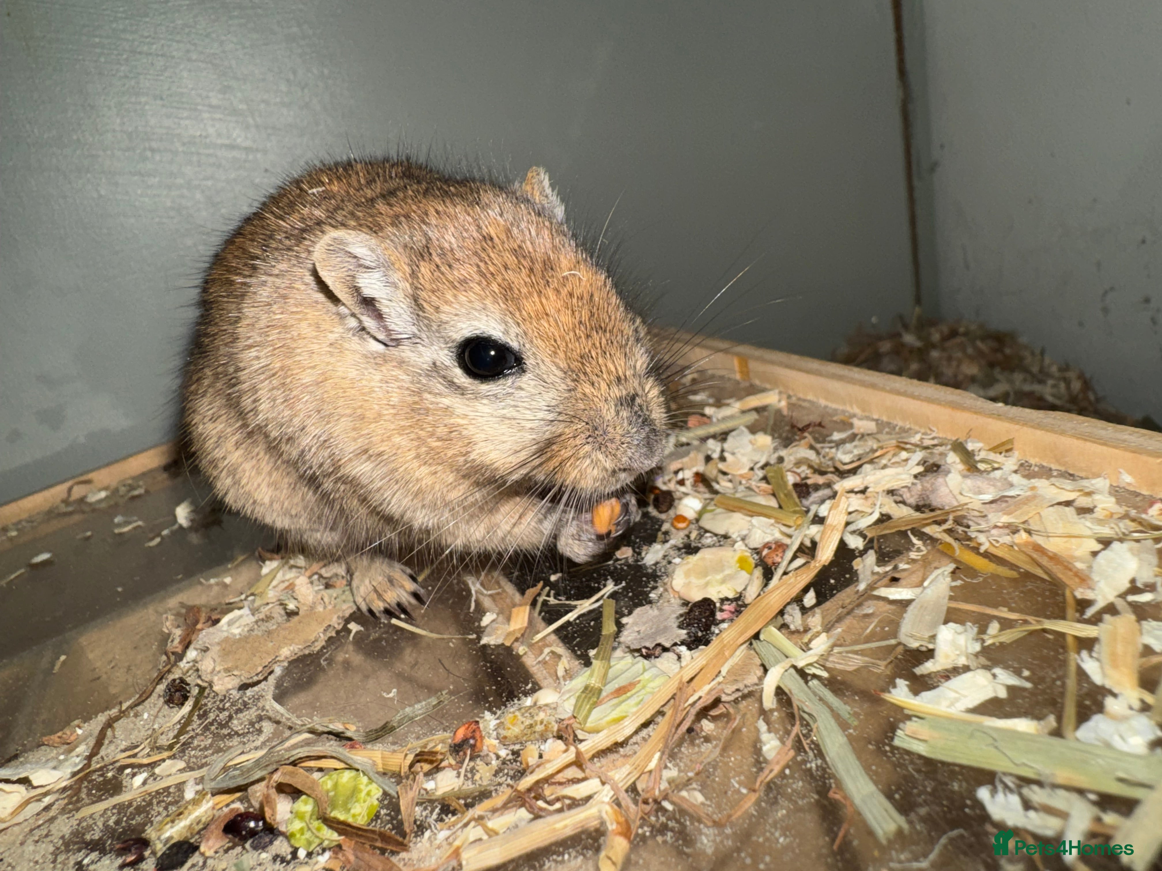 Gerbil rodents Two bonded 5 month old female gerbils  - Advert 16