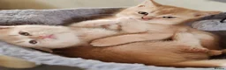Scottish Fold cats for sale: Scottish fold x BSH kittens - Advert 18