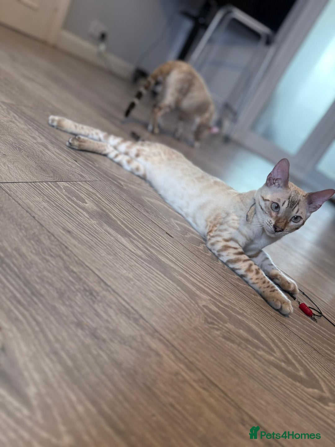 Bengal cats for sale: Tica Registered Pedigree Snow Bengal kittens  - Image 8