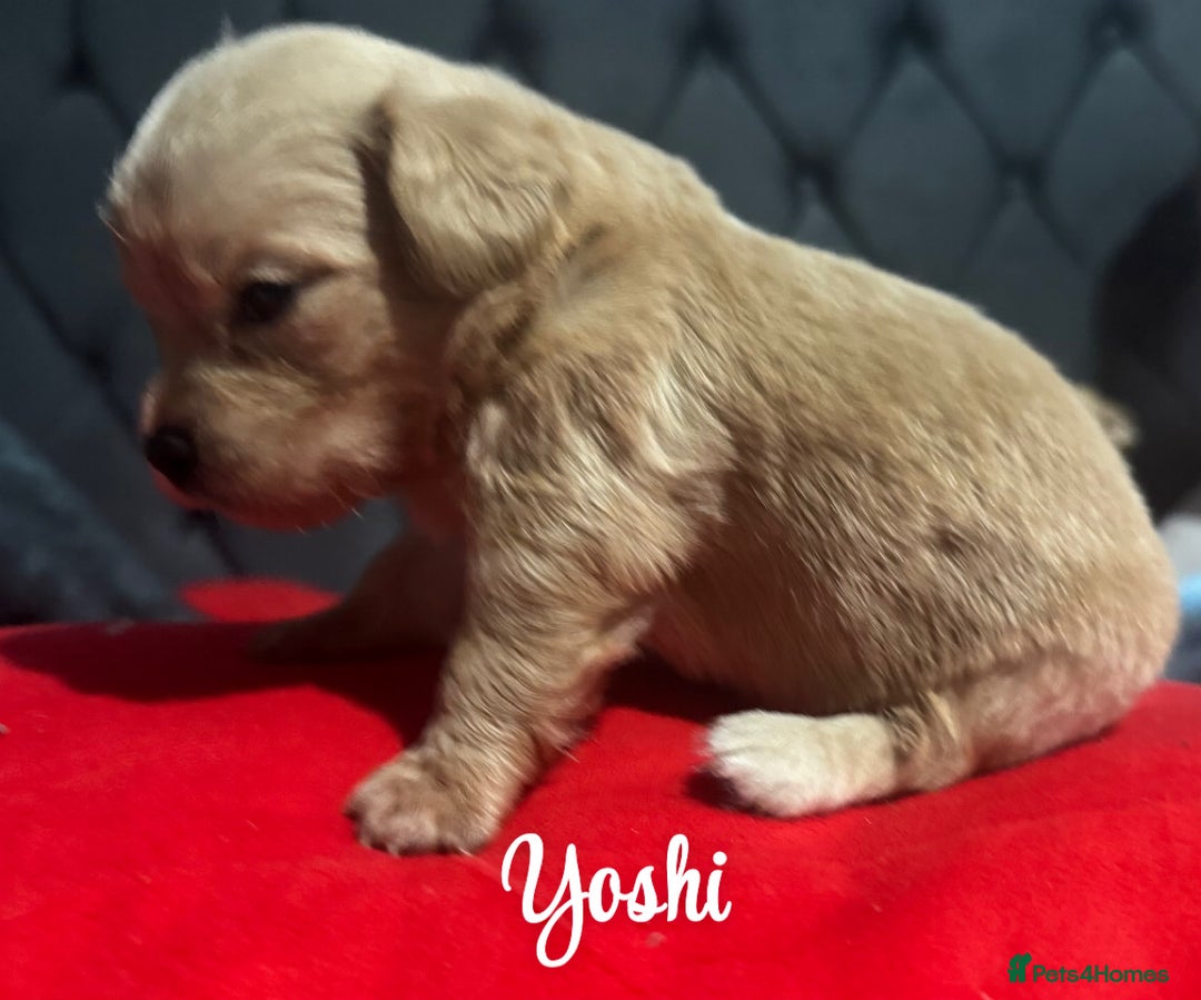 Chipoo dogs for sale: READY TO LEAVE THIS WEEK! Chipoo puppies - Advert 38