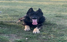 German Shepherd dogs for sale: Quality Kc Reg German shepherds - Image 12