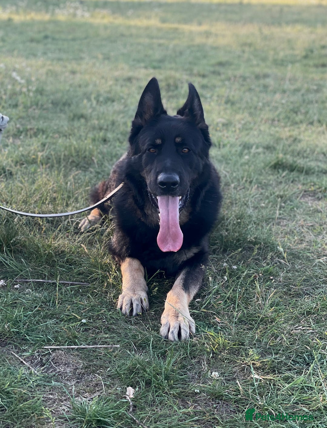 German Shepherd dogs for sale: Quality Kc Reg German shepherds - Image 12