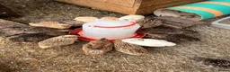 Quail poultry for sale: Japenese quail  - Advert 3