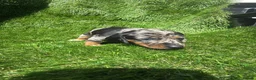 Dachshund dogs for sale: 🐾DWKC REG, DACHSHUND PUPPIES - Advert 4