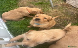 Golden Retriever dogs for sale: KC Registered Golden Retriever Puppies  - Image 20