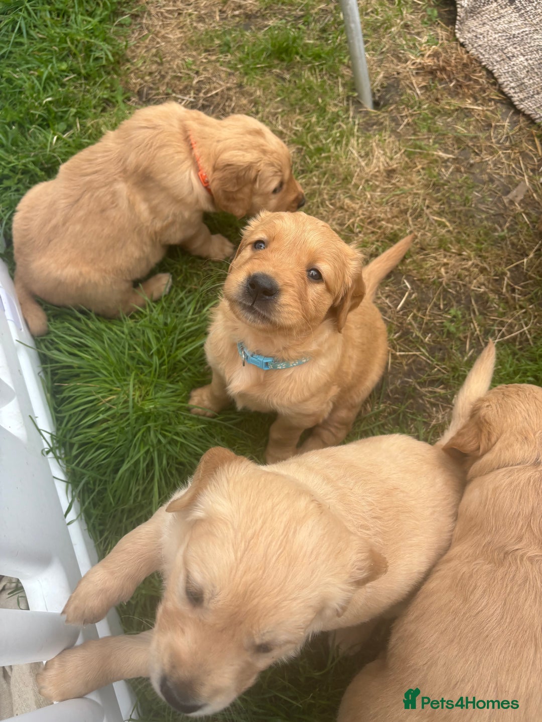 Golden Retriever dogs for sale: KC Registered Golden Retriever Puppies  - Image 20