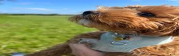 Cavapoo dogs for sale: Cavapoo puppies (toy)DNA CLEAR - Advert 10