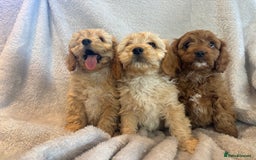 Cavapoo dogs for sale: Health tested cavapoo puppies - Image 8