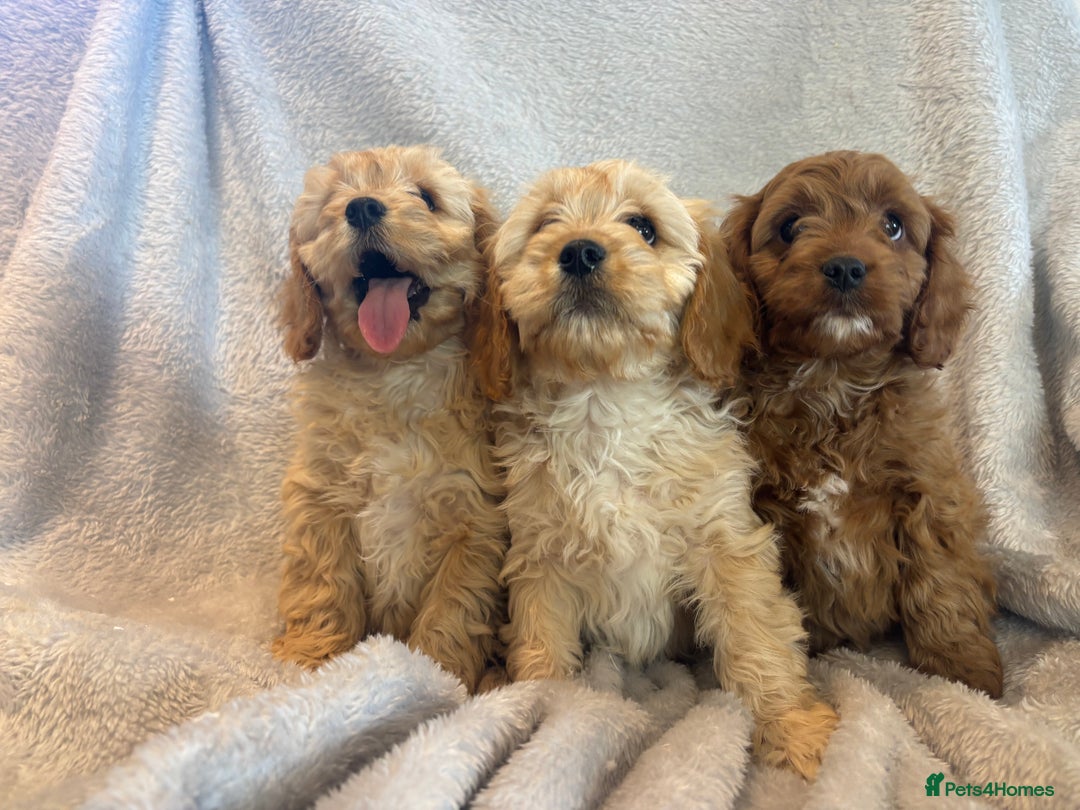 Cavapoo dogs for sale: Health tested cavapoo puppies - Image 8