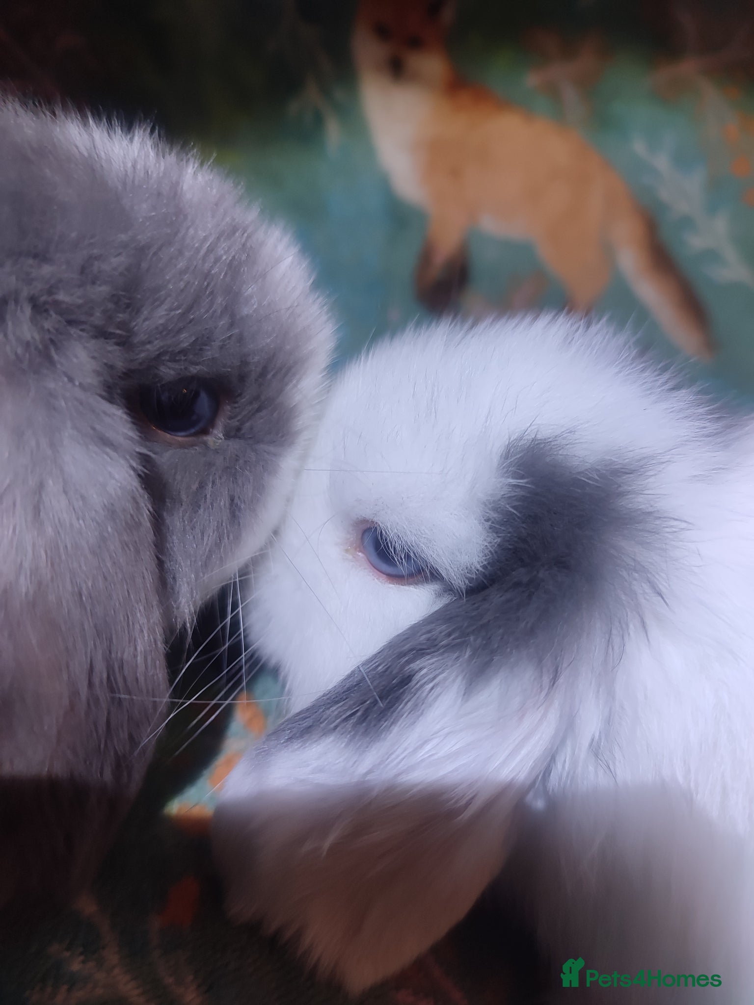 Mini Lop rabbits Baby Mini Lops - Advert 7