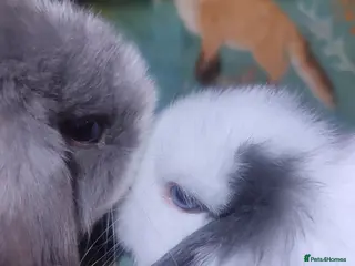 Mini Lop rabbits Baby Mini Lops - Advert 7