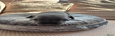 French Bulldog Puppy 6