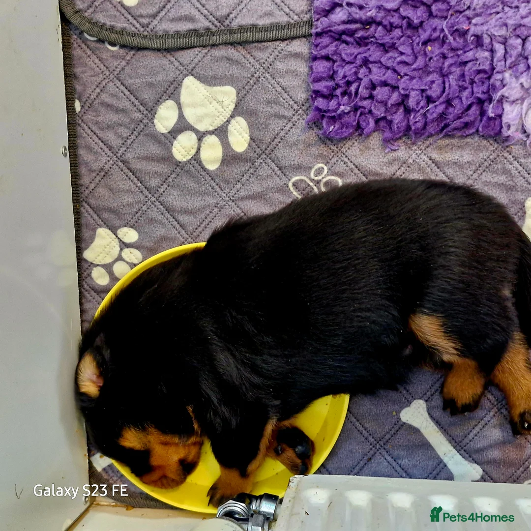Rottweiler dogs for sale: LEGACY'S IN THE MAKING!! REX & MAGIC - Advert 11