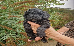 Cockapoo dogs for sale: VANASUZE SHOW TYPE F1b COCKAPOOS - Image 12