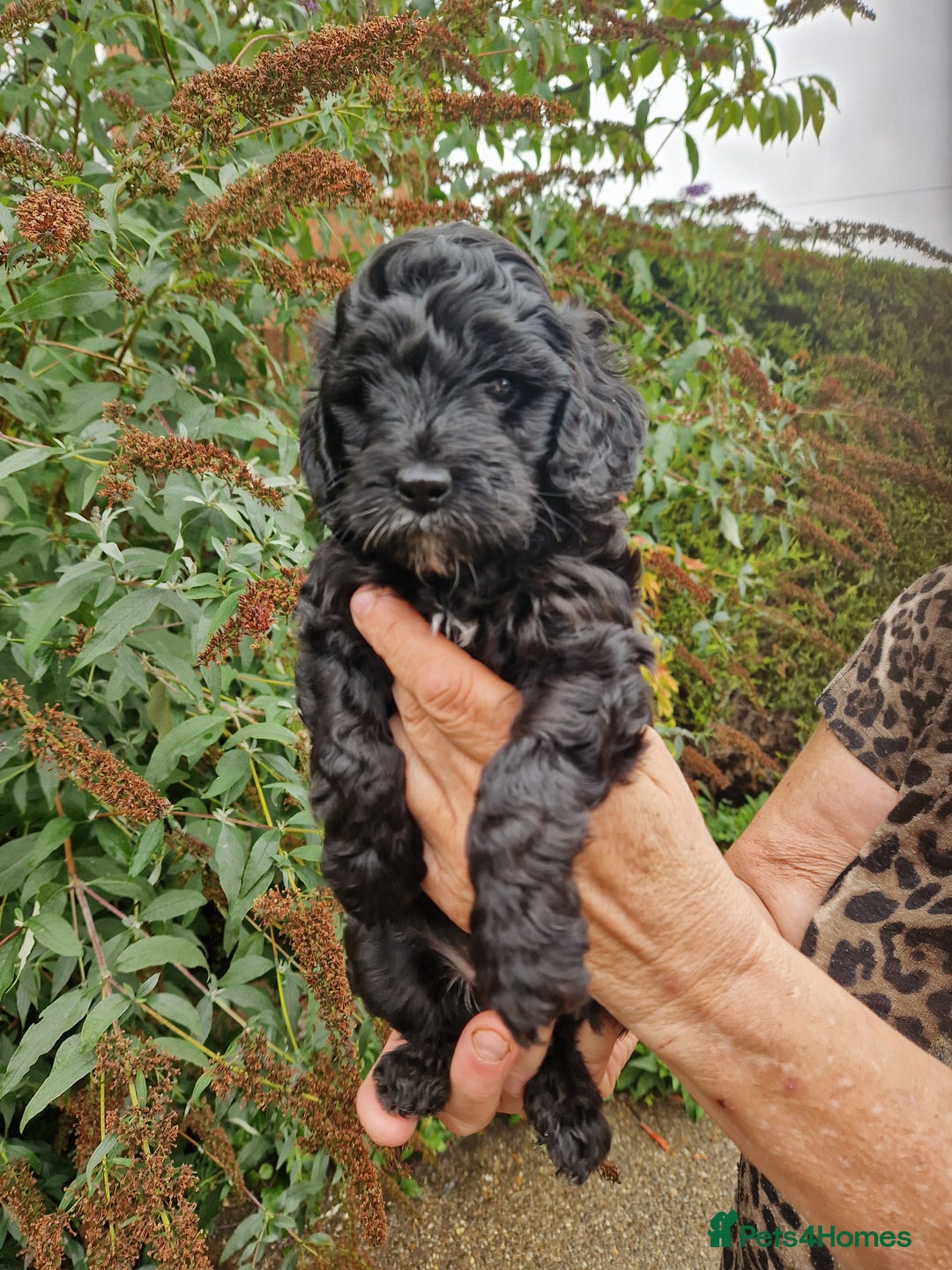 Cockapoo dogs for sale: VANASUZE SHOW TYPE F1b COCKAPOOS - Image 12