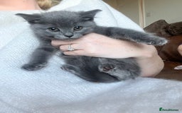 British Shorthair cats for sale: British blue kittens  - Image 8