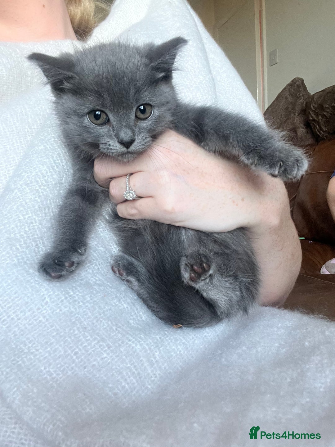 British Shorthair cats for sale: British blue kittens  - Image 8