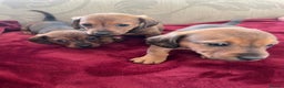 Mixed Breed dogs for sale: Jackshund puppies for sale !  - Advert 2