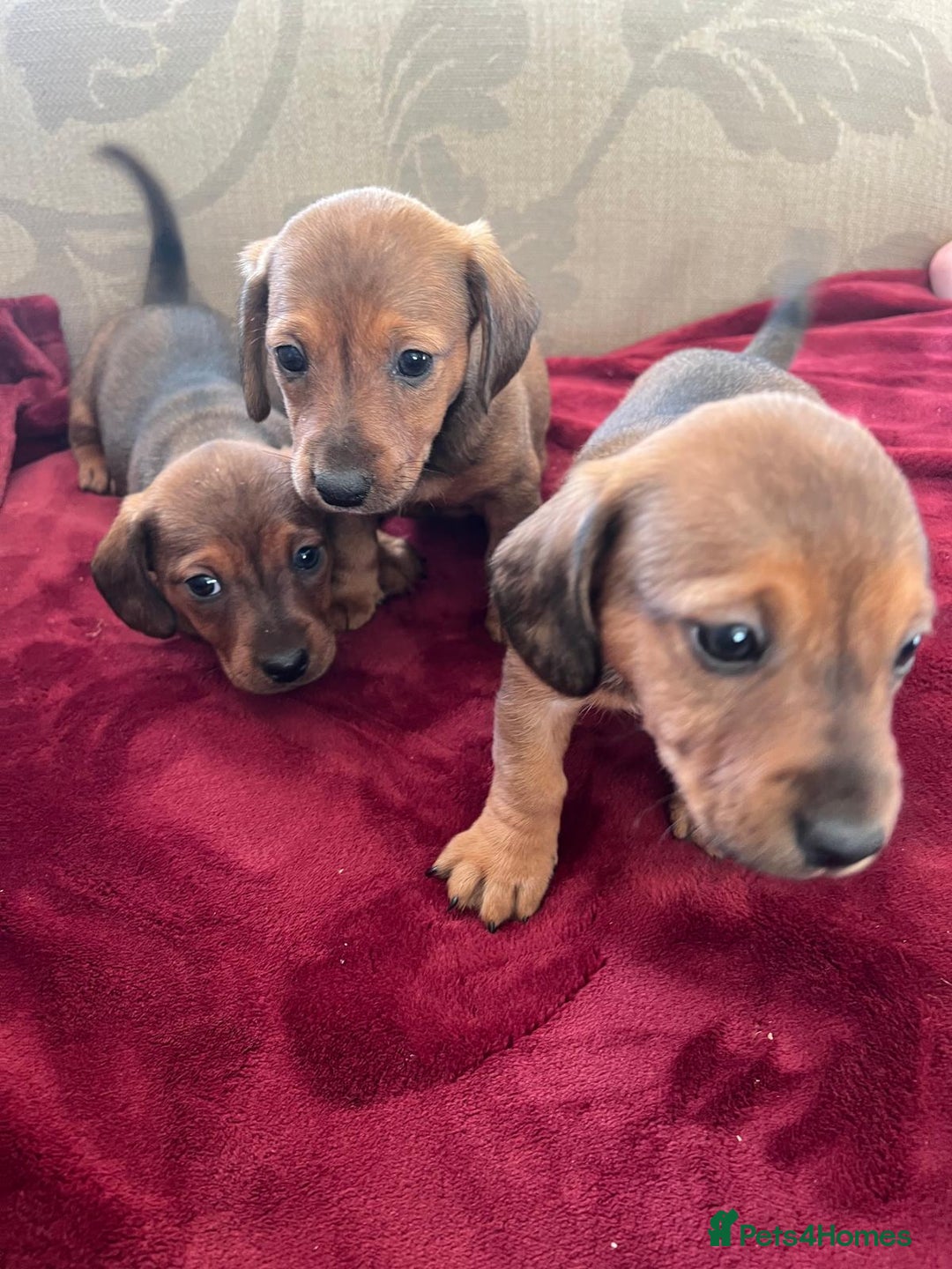 Mixed Breed dogs for sale: Jackshund puppies for sale !  - Advert 2