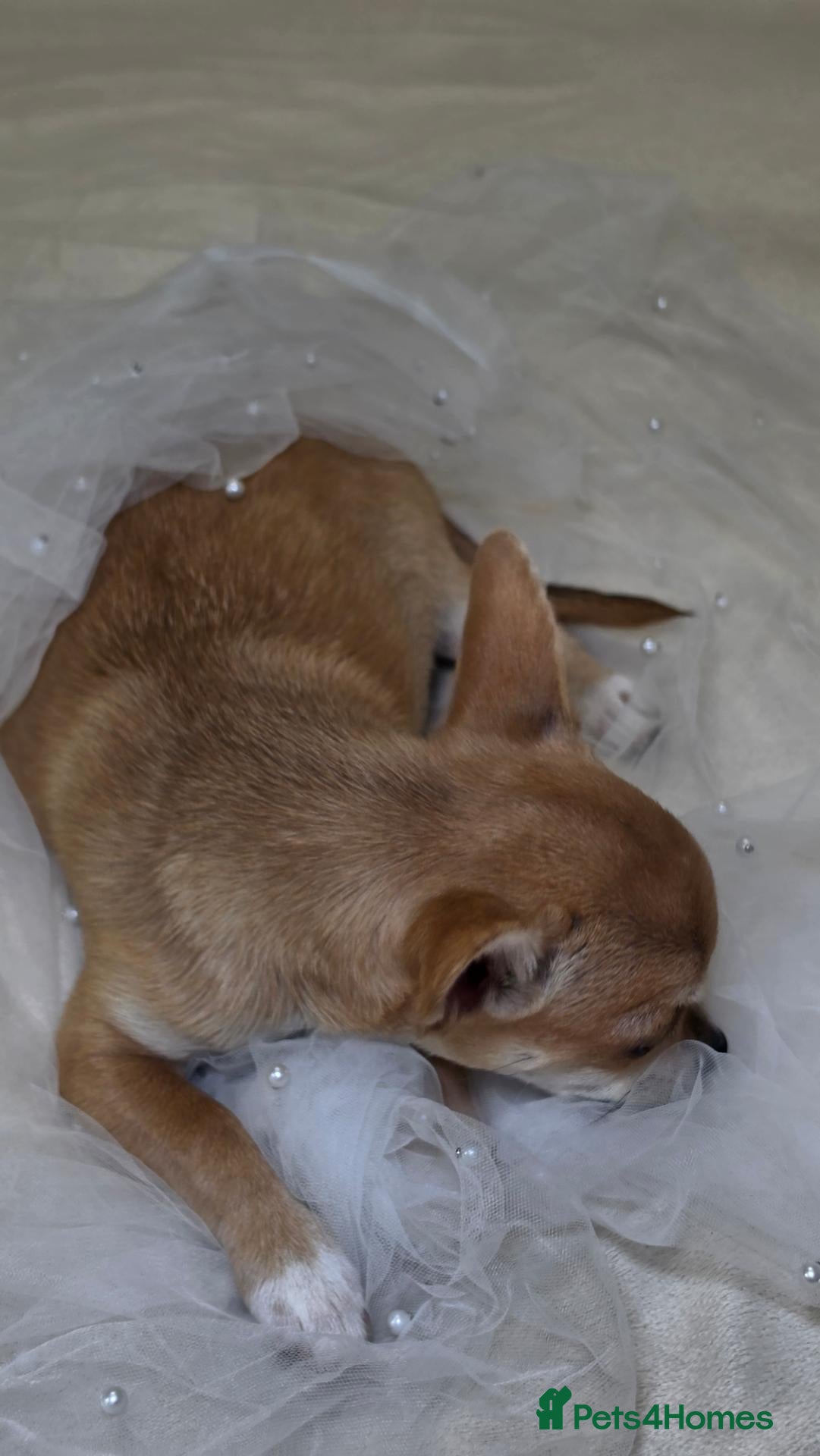 Chihuahua dogs 🐾Chihuahua Girls ready for forever loving homes - Advert 2