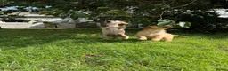 Golden Retriever dogs for sale: Golden Retriever Puppies  - Advert 11