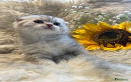 Scottish Fold cats for sale: Chocolate spotted Scottish kittens  - Image 8