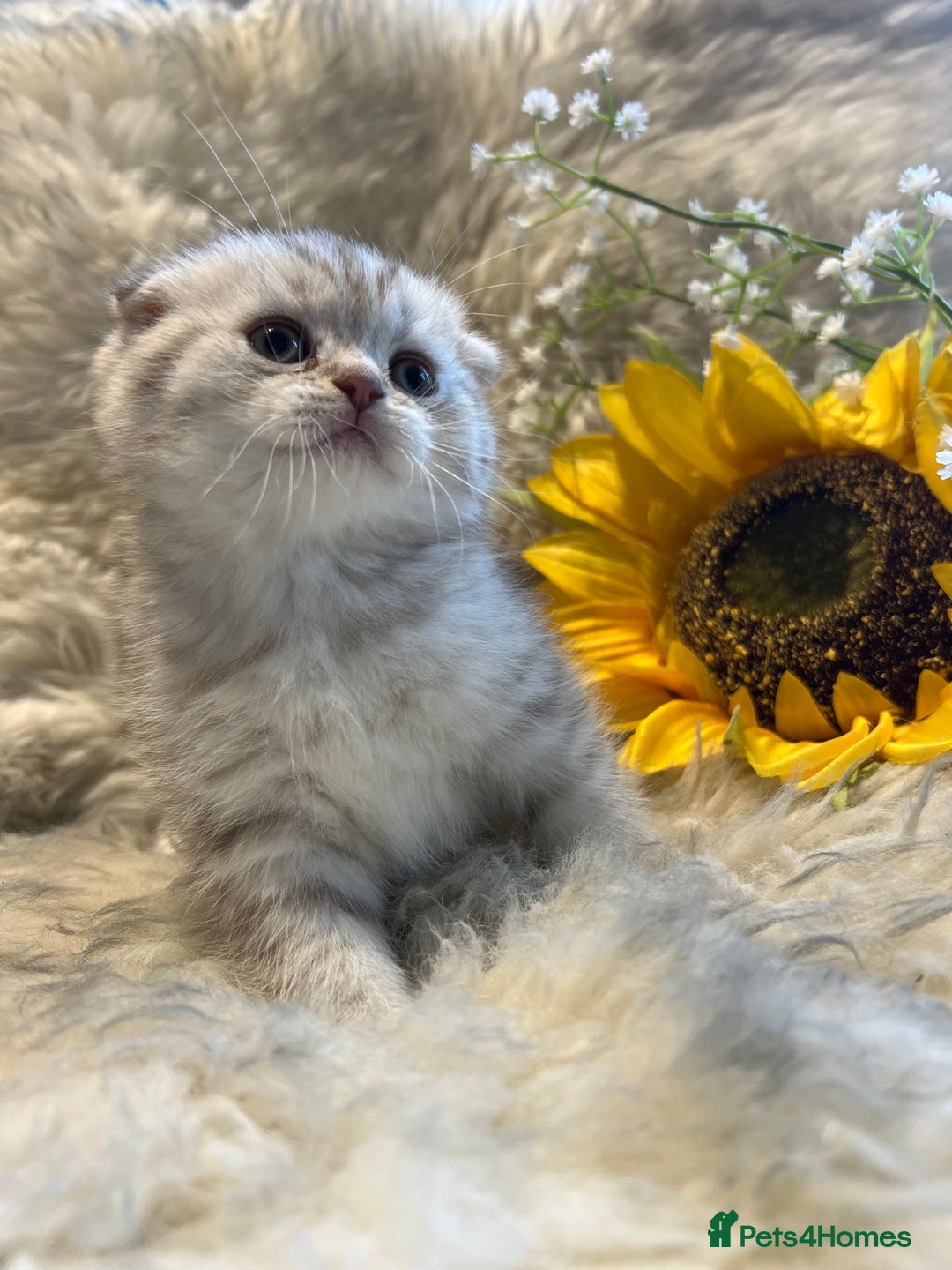 Scottish Fold cats for sale: Chocolate spotted Scottish kittens  - Image 8