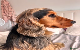 Cocker Spaniel dogs for stud: Simba the stud - Image 5