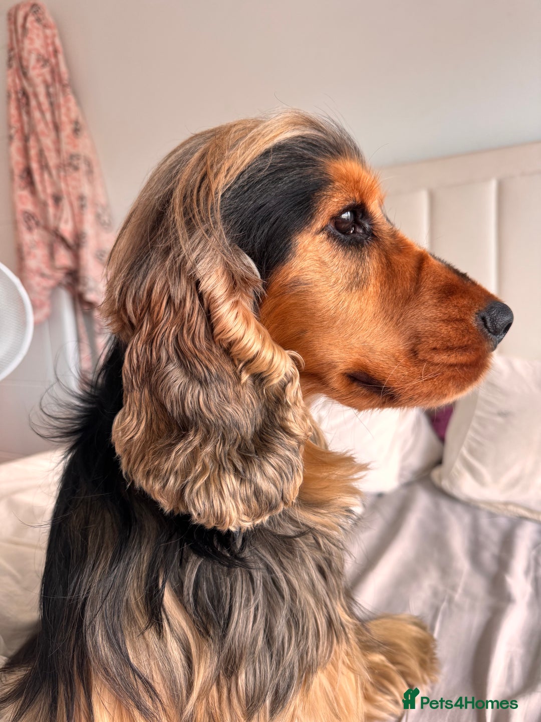 Cocker Spaniel dogs for stud: Simba the stud - Image 5