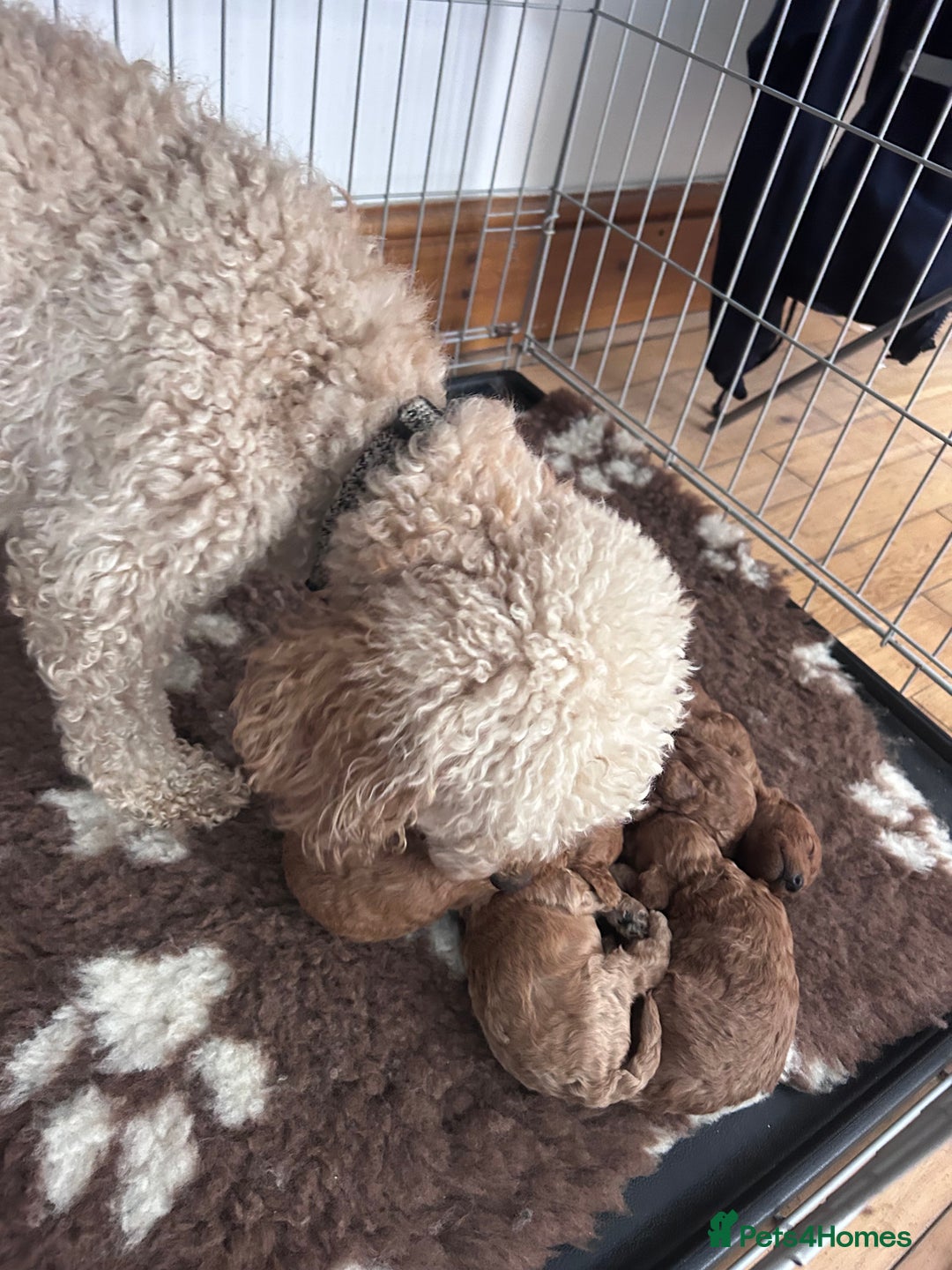 Miniature Poodle dogs for sale: Miniature poodles - Advert 11