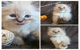 Siberian cats for sale: Champion blood, 5 Gen pedigree, loving kittens - Image 7