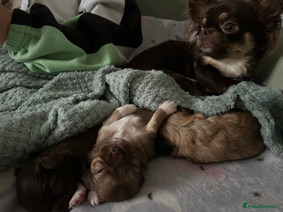 Chihuahua dogs for sale: 2 gorgeous girls for sale ❤️ - Advert 9