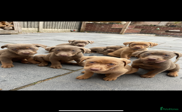 Labrador Retriever dogs - Advert 7
