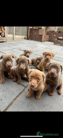 Labrador Retriever dogs - Advert 14