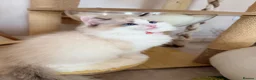 Ragdoll cats for sale: Show quality Ragdoll kittens from champion lines - Advert 20