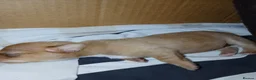 Jack Russell dogs for sale: JACK RUSSELL PUPPIES  in Newport - Advert 4