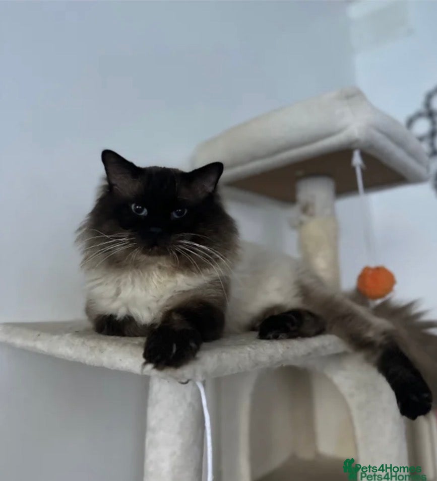 Ragdoll cats Simba the sweet giant  - Advert 1