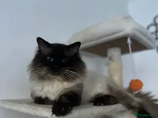 Ragdoll cats Simba the sweet giant - Advert 1