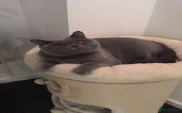 British Shorthair cats for sale: Beautiful Adult British Shorthair Male - Image 17