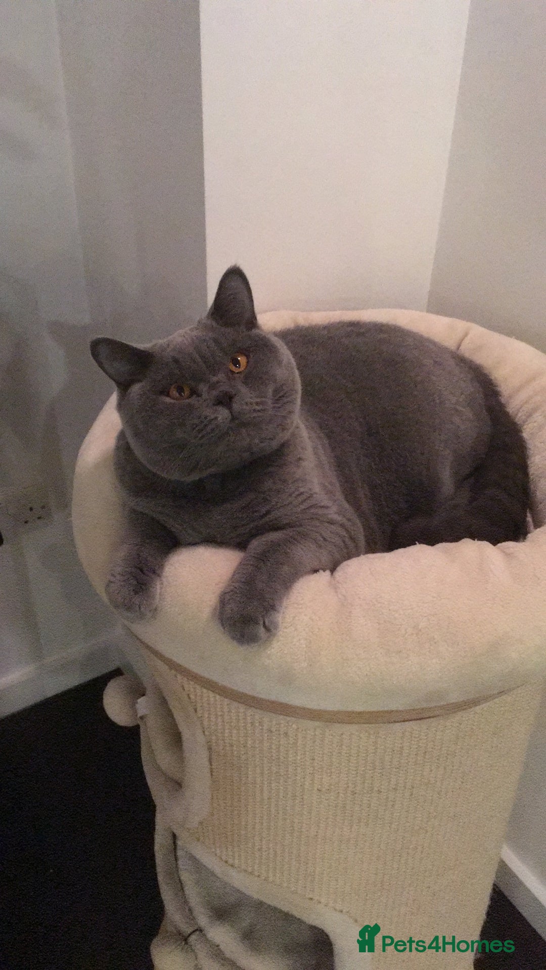 British Shorthair cats for sale: Beautiful Adult British Shorthair Male - Image 17