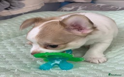 Chihuahua dogs for sale: Apple head boy Chihuahua  - Image 5
