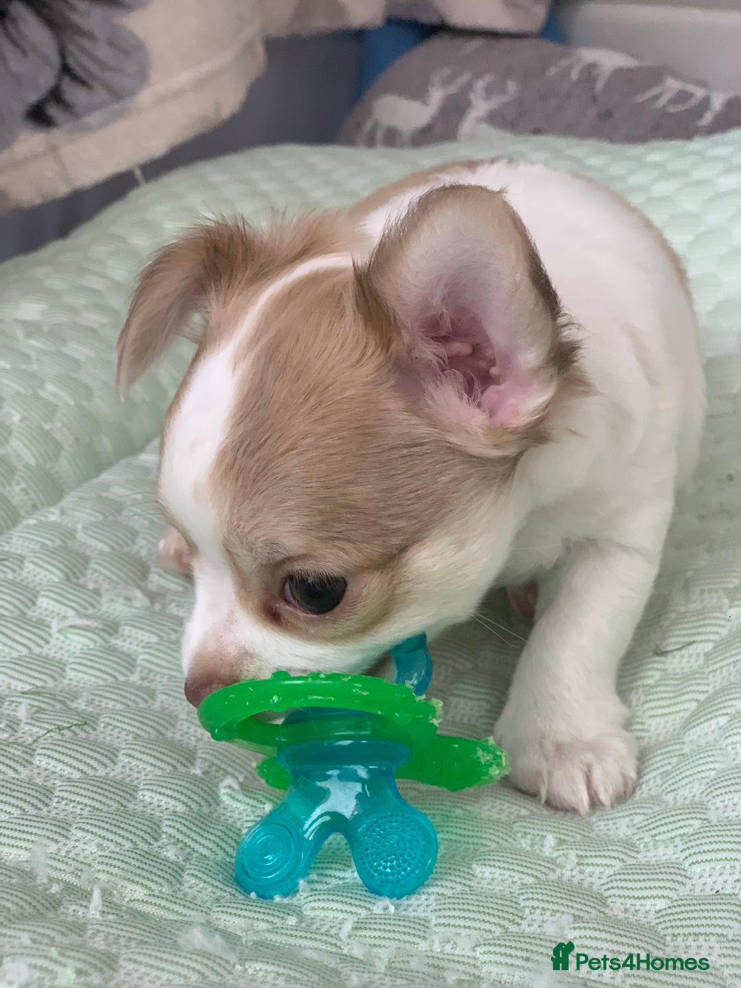 Chihuahua dogs for sale: Apple head boy Chihuahua  - Image 5