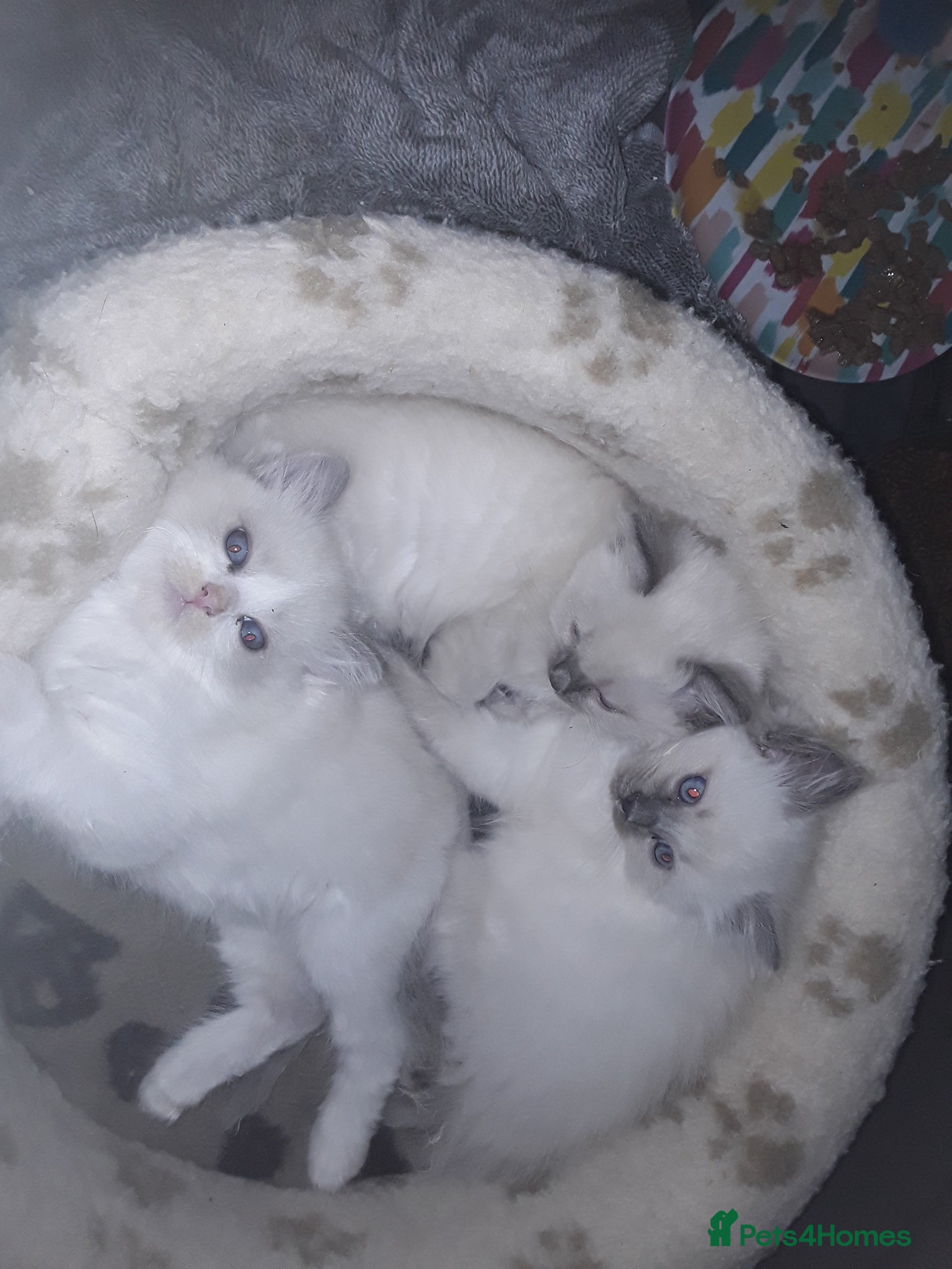 Ragdoll cats Stunning ragdolls - Advert 5